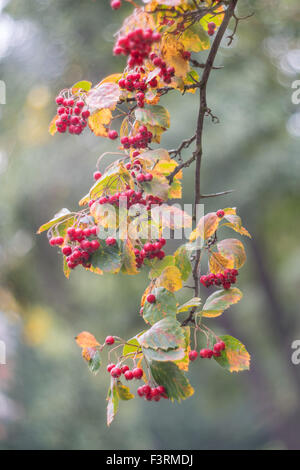 Sibirischen roten Weißdornbeeren und bunten Herbst Blätter Crataegus sanguineaund Stockfoto