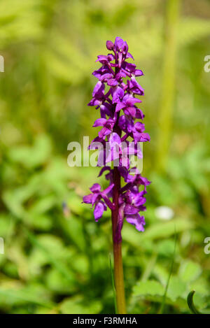 Frühe lila Orchidee Orchis Mascula, Wildblumen, Dumfries & Galloway, Schottland Stockfoto