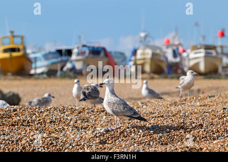 Hastings, East Sussex, England, UK. Möwen am Strand - Angelboote/Fischerboote hinter Stockfoto