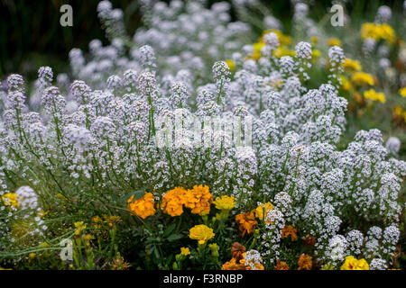 Alyssum Sweet Blumen in voller Blüte Lobularia maritima Stockfoto