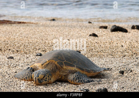 Eine Schildkröte auf dem Strand von Pu'uhonua o Honaunau National Historic Park. Big Island. Hawaii. Grüne Meeresschildkröte. Grüne Meeresschildkröte auf Stockfoto