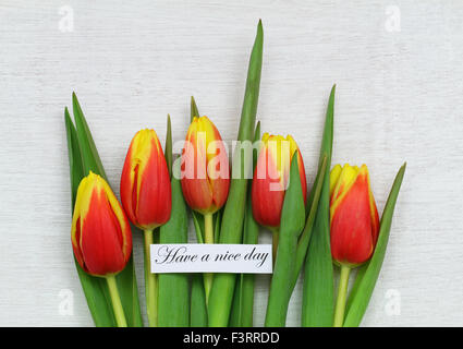 Habe eine schönen Tageskarte mit roten und gelben Tulpen auf weißen Holzoberfläche Stockfoto