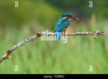 Eisvogel Alcedo atthis Stockfoto