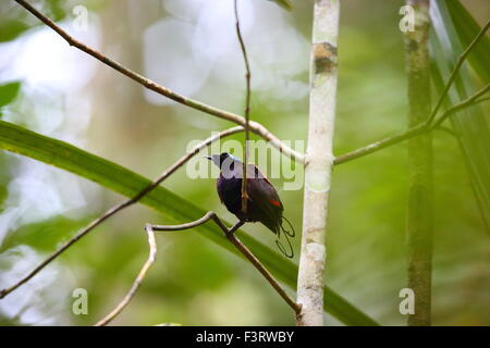 Wilsons-des-Paradiesvogel (Diphyllodes Respublica) in Papua Neuguinea Stockfoto