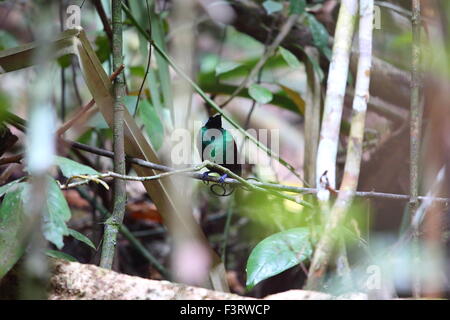 Wilsons-des-Paradiesvogel (Diphyllodes Respublica) in Papua Neuguinea Stockfoto