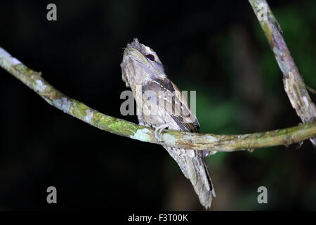 Marmorierte Frogmouth (ein Ocellatus) in Papua Neuguinea Stockfoto