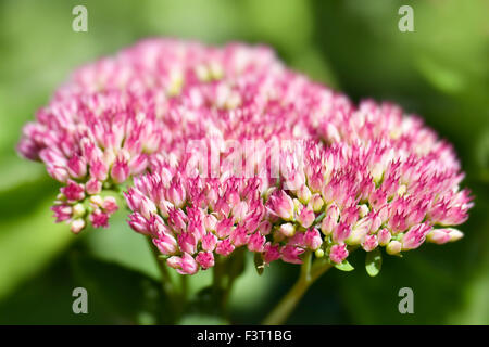 Rosa Blumen Sedum, auch genannt Mauerpfeffer Stockfoto