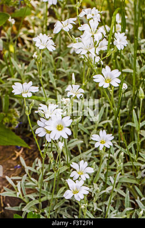 Snow-in-Summer (filziges Hornkraut) Stockfoto