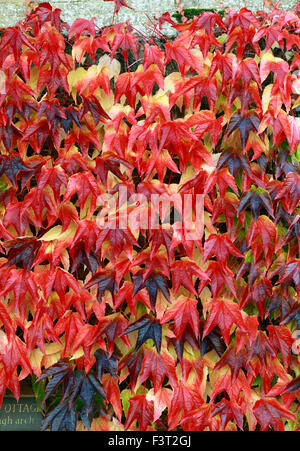 Parthenocissus Blätter Tricuspidata, Boston-Efeu, rote im Herbst herbstliche Laub Wand Kletterer Kletterpflanze Stockfoto
