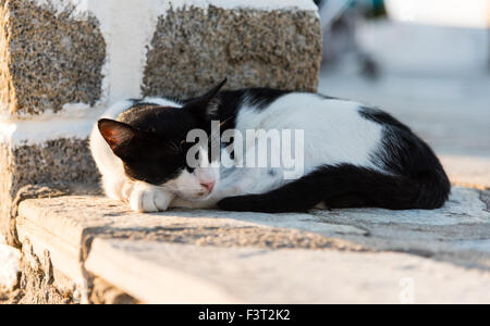 schwarze und weiße Katze Nickerchen Stockfoto