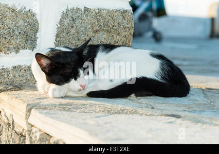 schwarze und weiße Katze Nickerchen Stockfoto