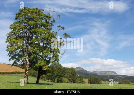 Blick auf den Berg Puy de Sancy vom Dorf Chastreix in der Auvergne, Frankreich Stockfoto