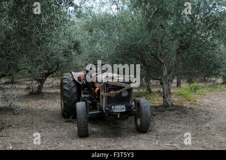 Eine alte Traktor steht in einem Olivenhain in der Nähe der kleinen griechischen Küste Stadt Giolova auf dem Peloponnes. Stockfoto