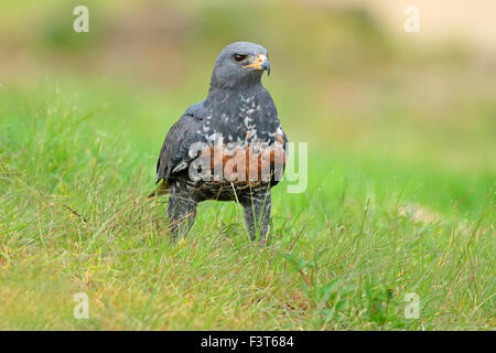 Ein Schakal Bussard (Buteo Rufofuscus) sitzen auf dem grünen Rasen, Südafrika Stockfoto