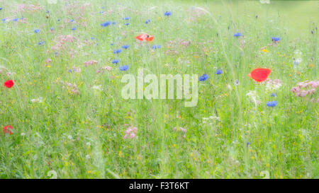 Wiese im Chatsworth House Stockfoto