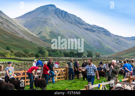 Ein Richter inspiziert Schafe in der jungen Hirten Kategorie Wasdale Hirten begegnen, Cumbria, mit großen Giebel im Hintergrund. Stockfoto