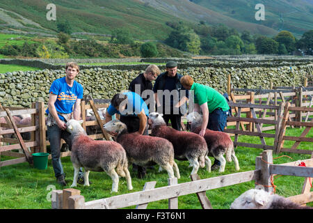Bauern bereiten ihre Tiere für die Beurteilung bei Wasdale Hirten begegnen, Cumbria. Stockfoto