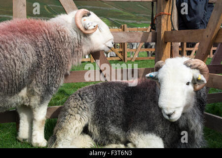 Herdwick Schafe auf tiefste Hirten treffen, Cumbria. Stockfoto