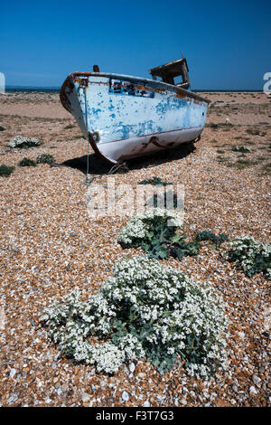 Altes Fischerboot und Seekohl aufgegeben, auf dem Kies Strand, Dungeness, Kent, England, UK Stockfoto