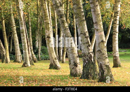 Sonnenlicht auf ein Silber Birken (betual Pendel) im Rufford Abbey Country Park, Nottinghamshire, England UK - Herbst Stockfoto