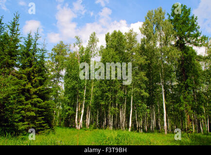 Birke und Kiefer Wald im Sommer Stockfoto