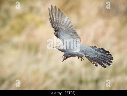 Kuckuck im Flug Stockfoto