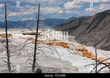Tote Bäume noch stehenden mit ihren bunten mineralischen Thermalquellen Killer langsam Weg im Hintergrund am Yellowstone Nat Stockfoto
