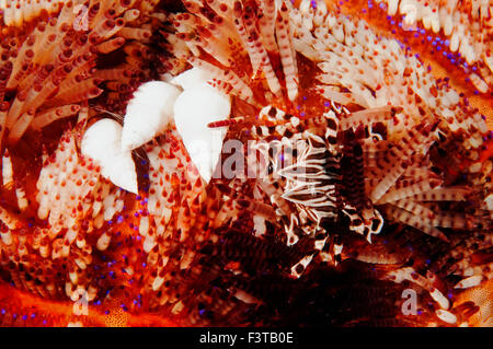 Zebra Krabbe, Zebrida Adamsii und Schnecken auf ein Feuer Urchin, Asthenosoma Varium, Flores, Indonesien. Stockfoto