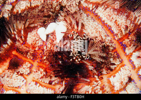 Zebra Krabbe, Zebrida Adamsii und Schnecken auf ein Feuer Urchin, Asthenosoma Varium, Flores, Indonesien. Stockfoto