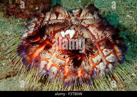 Zebra Krabbe, Zebrida Adamsii und Schnecken auf ein Feuer Urchin, Asthenosoma Varium, Flores, Indonesien. Stockfoto