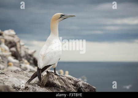 Basstölpel (Morus Bassanus) sitzt auf Felsen Stockfoto