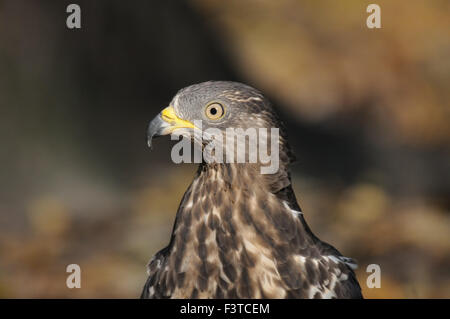 Porträt der Wespenbussard im Herbst Stockfoto