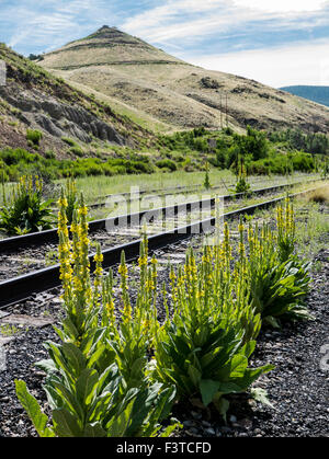 Gemeinsamen Königskerze; samt Pflanze; Verbascum Thapsus; Scrophulariaceae; Aus Wildblumen, zentralen Colorado, USA Stockfoto