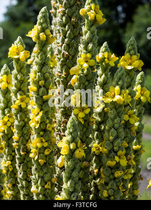 Gemeinsamen Königskerze; samt Pflanze; Verbascum Thapsus; Scrophulariaceae; Aus Wildblumen, zentralen Colorado, USA Stockfoto