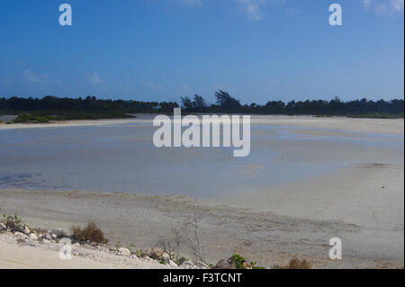 Mangroven in der Lagune-Kuba Stockfoto