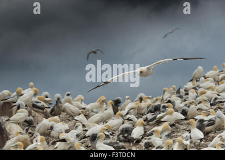 Basstölpel (Morus Bassanus) überfliegen Kolonie Stockfoto