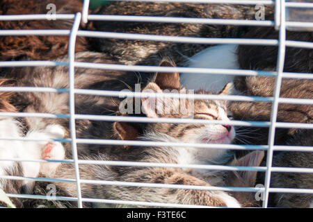 Tierheim verwaiste Pet. Viele niedliche Kätzchen im Käfig Stockfoto