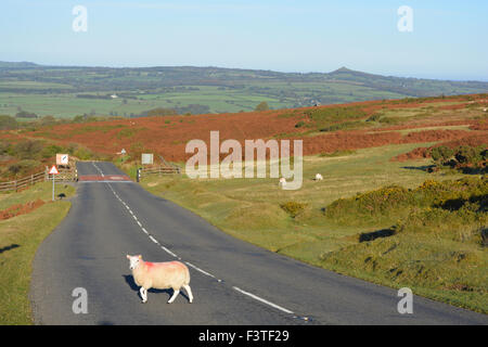 Ein Schaf beim Überqueren der Straße in den frühen Morgenstunden, Dartmoor National Park, Devon, England Stockfoto