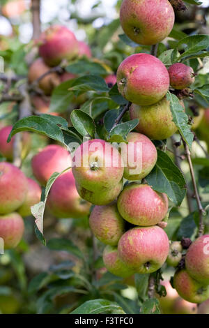Malus Domestica. Apple "Tydemans spät Orangel' wächst in einem englischen Obstgarten. Stockfoto