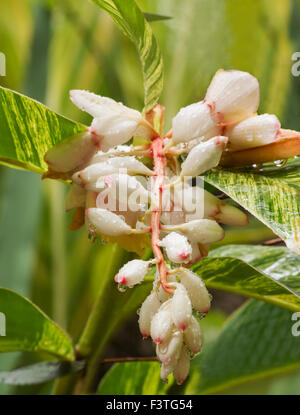 Shell Blume Ingwer (Alpinia Speciosa, Alpinia Nutans) Pflanzen und Blumen Stockfoto