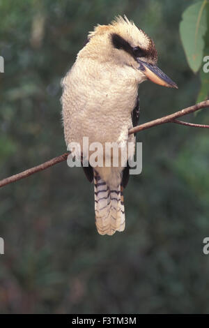 LACHENDE KOOKABURRA (DACELO NOVAEGUINEAE) AUF AST DES BAUMES, SYDNEY, AUSTRALIEN Stockfoto