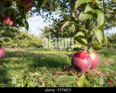 Nahaufnahme von Äpfeln in einer Apfelplantage. Apfelplantagen von Ontario, Kanada wächst; Reich, Mutsu, Cortland, Macintosh verschiedener Stockfoto