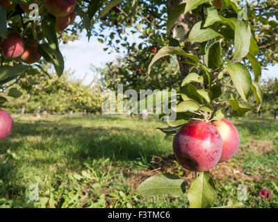 Nahaufnahme von Äpfeln in einer Apfelplantage. Apfelplantagen von Ontario, Kanada wächst; Reich, Mutsu, Cortland, Macintosh verschiedener Stockfoto