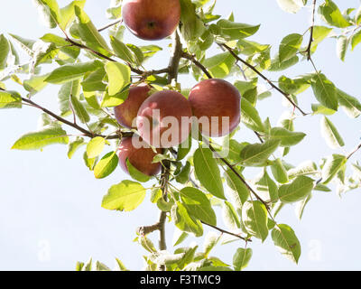Nahaufnahme von Äpfeln in einer Apfelplantage. Apfelplantagen von Ontario, Kanada wächst; Reich, Mutsu, Cortland, Macintosh verschiedener Stockfoto