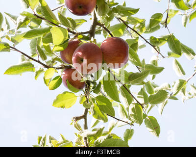 Nahaufnahme von Äpfeln in einer Apfelplantage. Apfelplantagen von Ontario, Kanada wächst; Reich, Mutsu, Cortland, Macintosh verschiedener Stockfoto