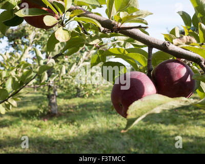 Nahaufnahme von Äpfeln in einer Apfelplantage. Apfelplantagen von Ontario, Kanada wächst; Reich, Mutsu, Cortland, Macintosh verschiedener Stockfoto