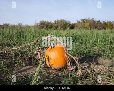 Kürbis-Feld Herbst Erntezeit. Stockfoto