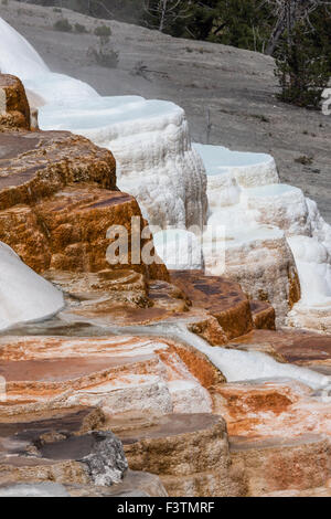 Bunte Mammoth Hot Springs abstürzende Gründung der Treppe selbst trat Becken im Yellowstone National Park. Stockfoto