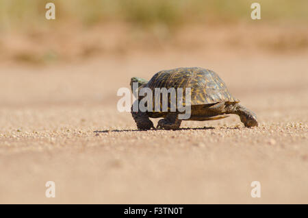 Erwachsene männliche Wüste BoxTurtle, (Terrapene Ornata Luteola), Valencia co., New Mexico, USA. Stockfoto