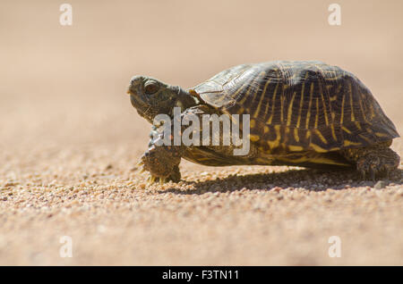 Erwachsene männliche Wüste BoxTurtle, (Terrapene Ornata Luteola), Valencia co., New Mexico, USA. Stockfoto